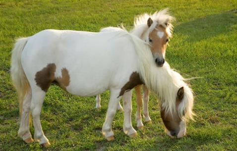 Cute Shetlands :3